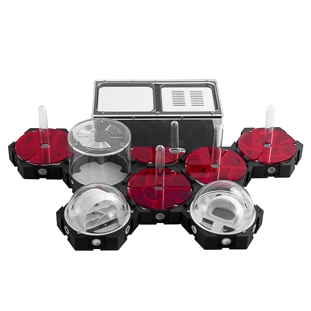 Begonia Rex - Impressão 3d fazenda de formigas infinitamente