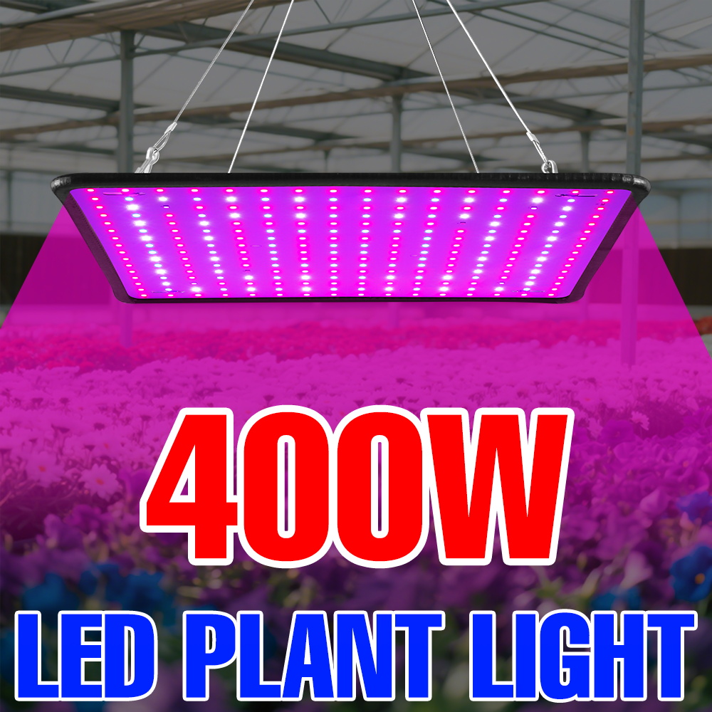 Echeveria Succulent - 400w led cresce a luz espectro