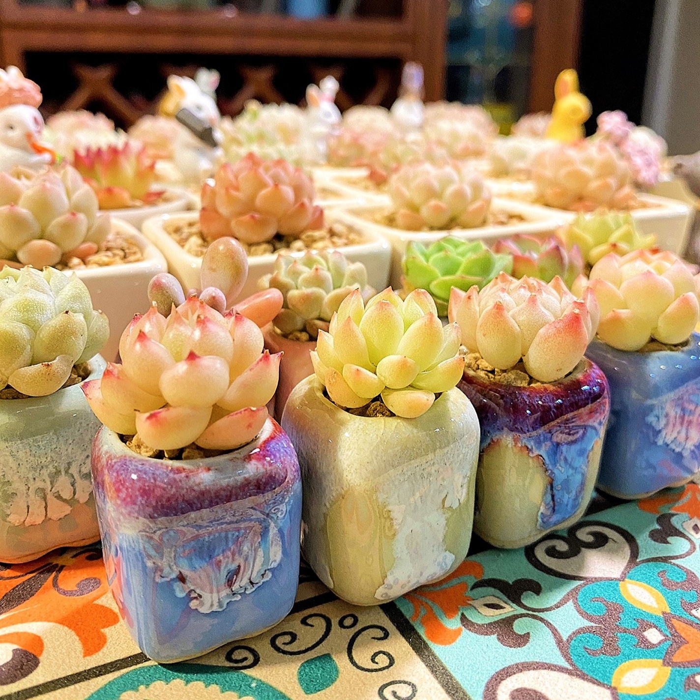 Echeveria Succulent - Mini vaso de cerâmica, Vaso do