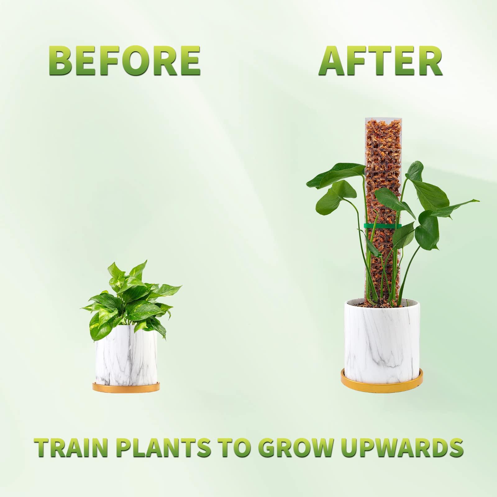 Pólos de musgo plantas suporte - Echeveria Succulent avaliação e preço