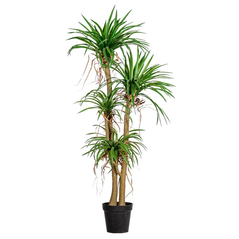 Árvore doméstica interna/exter - Dracaena Marginata avaliação e preço