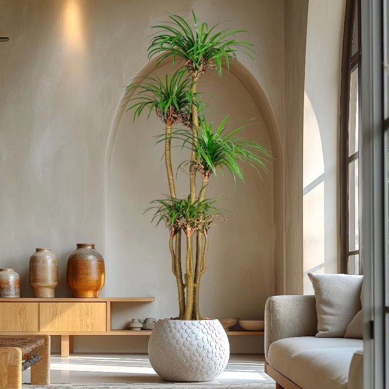 Árvore doméstica interna/exter - Dracaena Marginata avaliação e preço