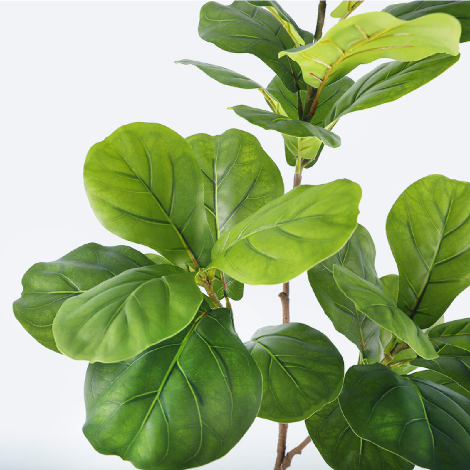 Árvore Artificial Ficus Lira d - Ficus Lyrata Tree avaliação e preço