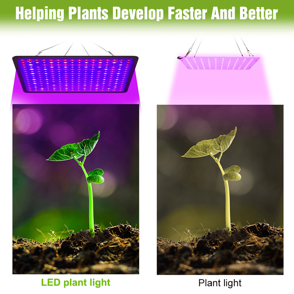 400w led cresce a luz espectro - Echeveria Succulent avaliação e preço
