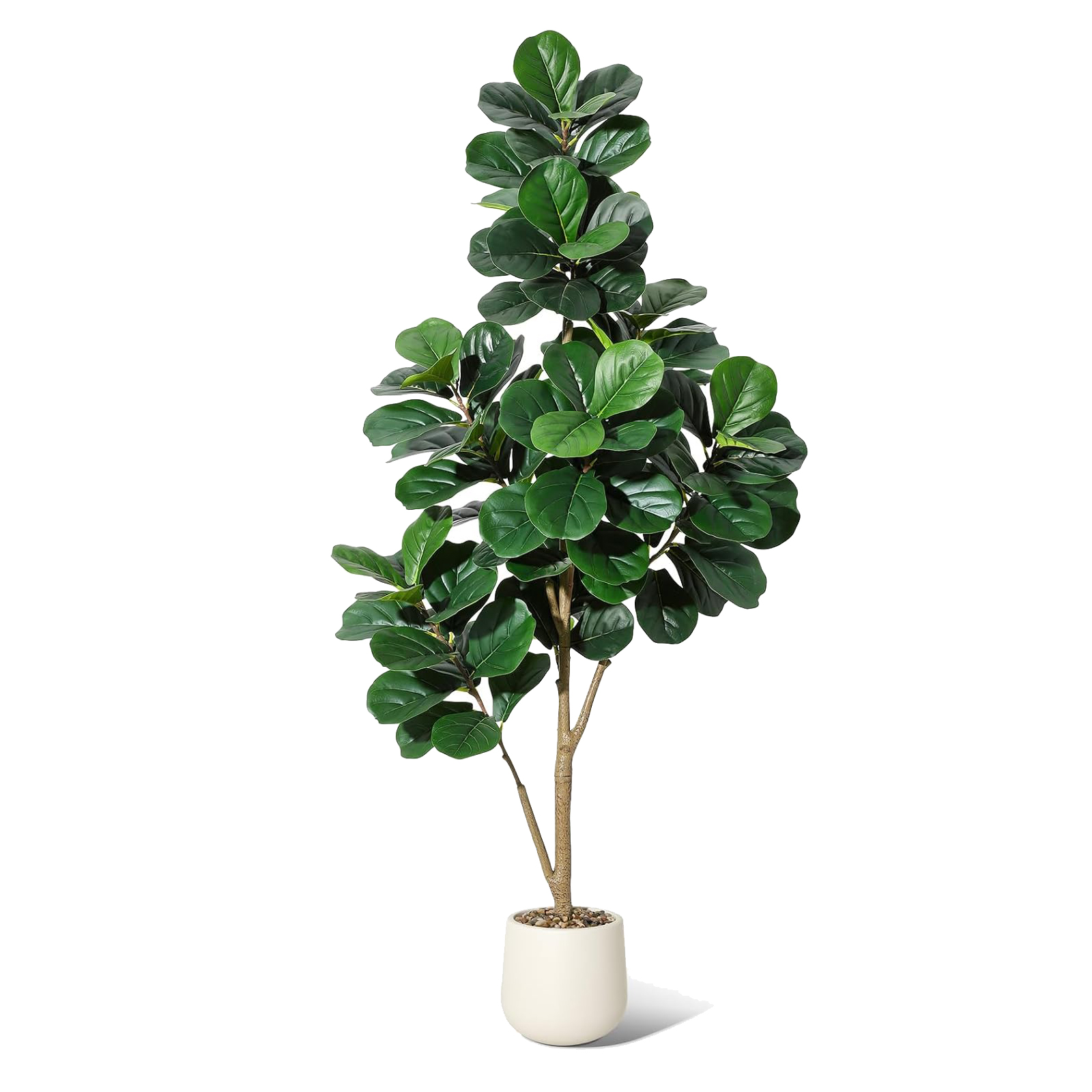 4-7 pés folha de violino figo  - Ficus Lyrata Tree avaliação e preço