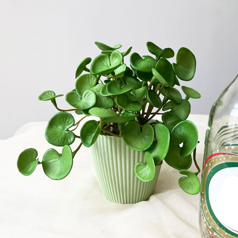 Cola macia planta artificial e - Echeveria Succulent avaliação e preço