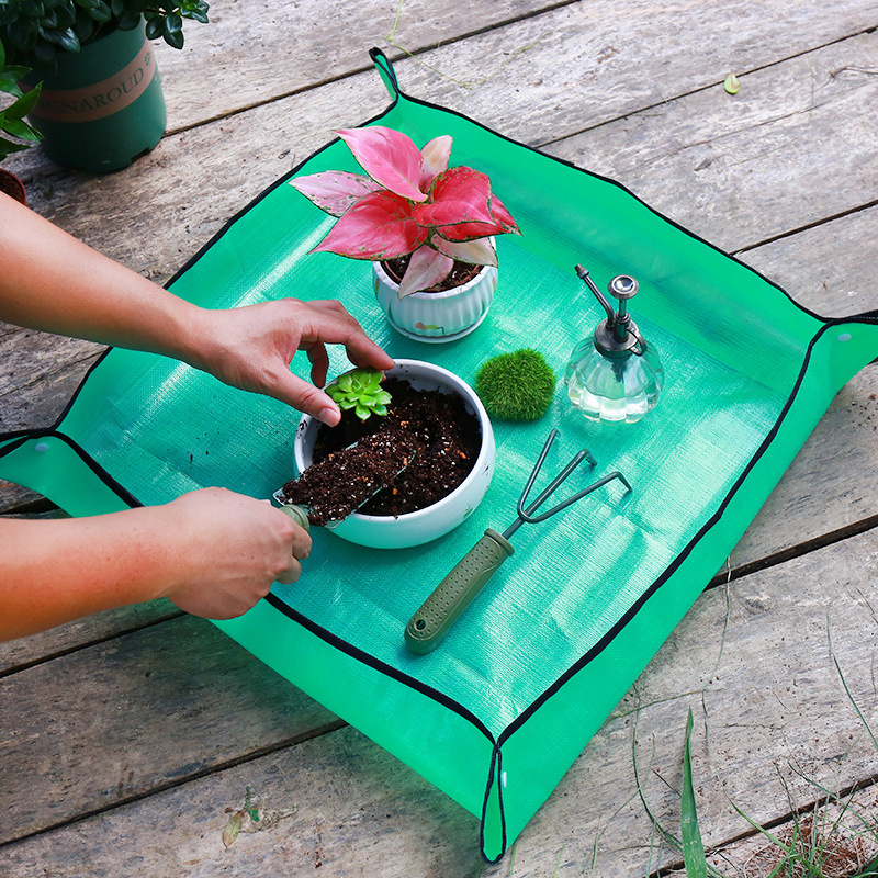 Tapete para Transplante de Pla - Echeveria Succulent avaliação e preço
