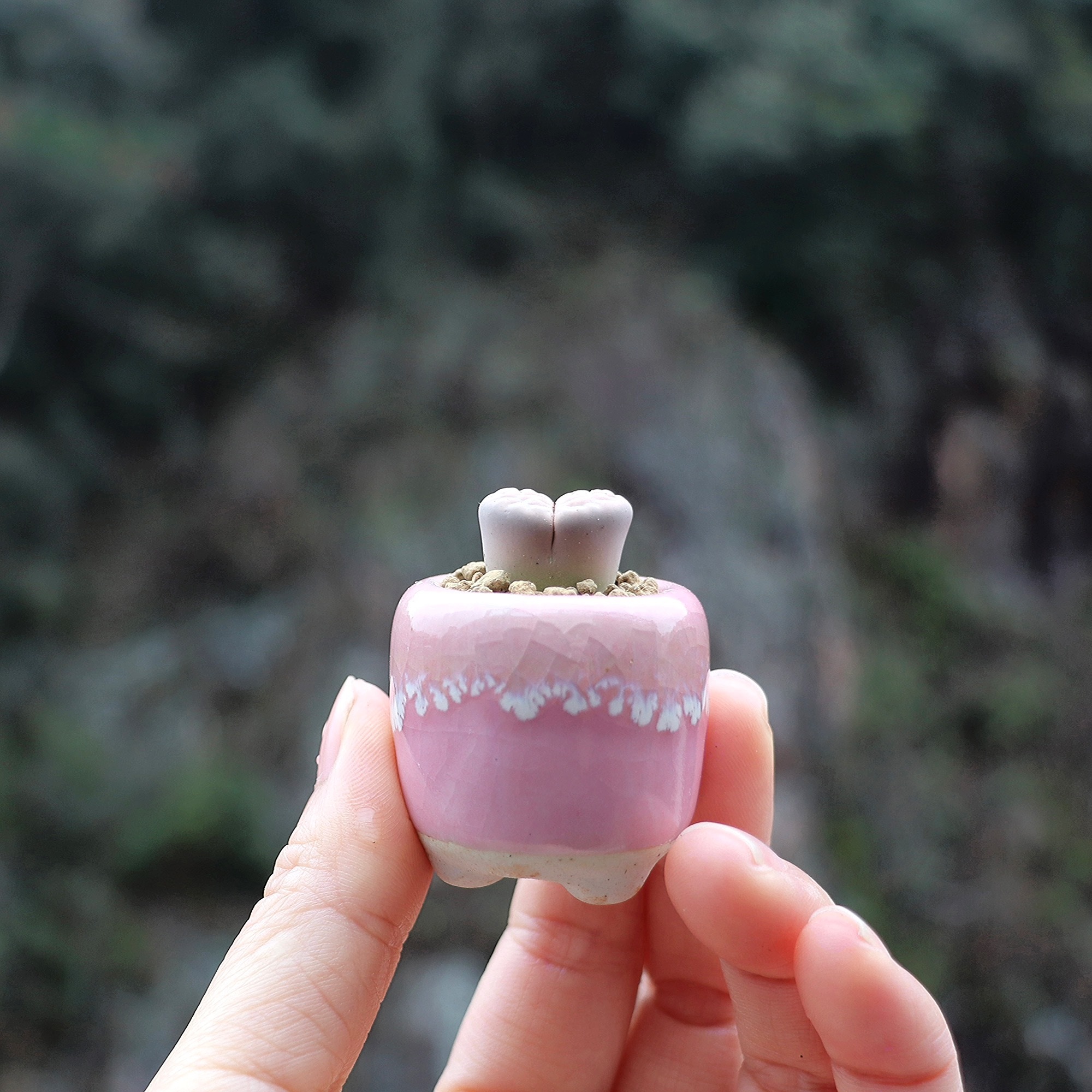 Mini vaso de cerâmica, Vaso do - Echeveria Succulent avaliação e preço