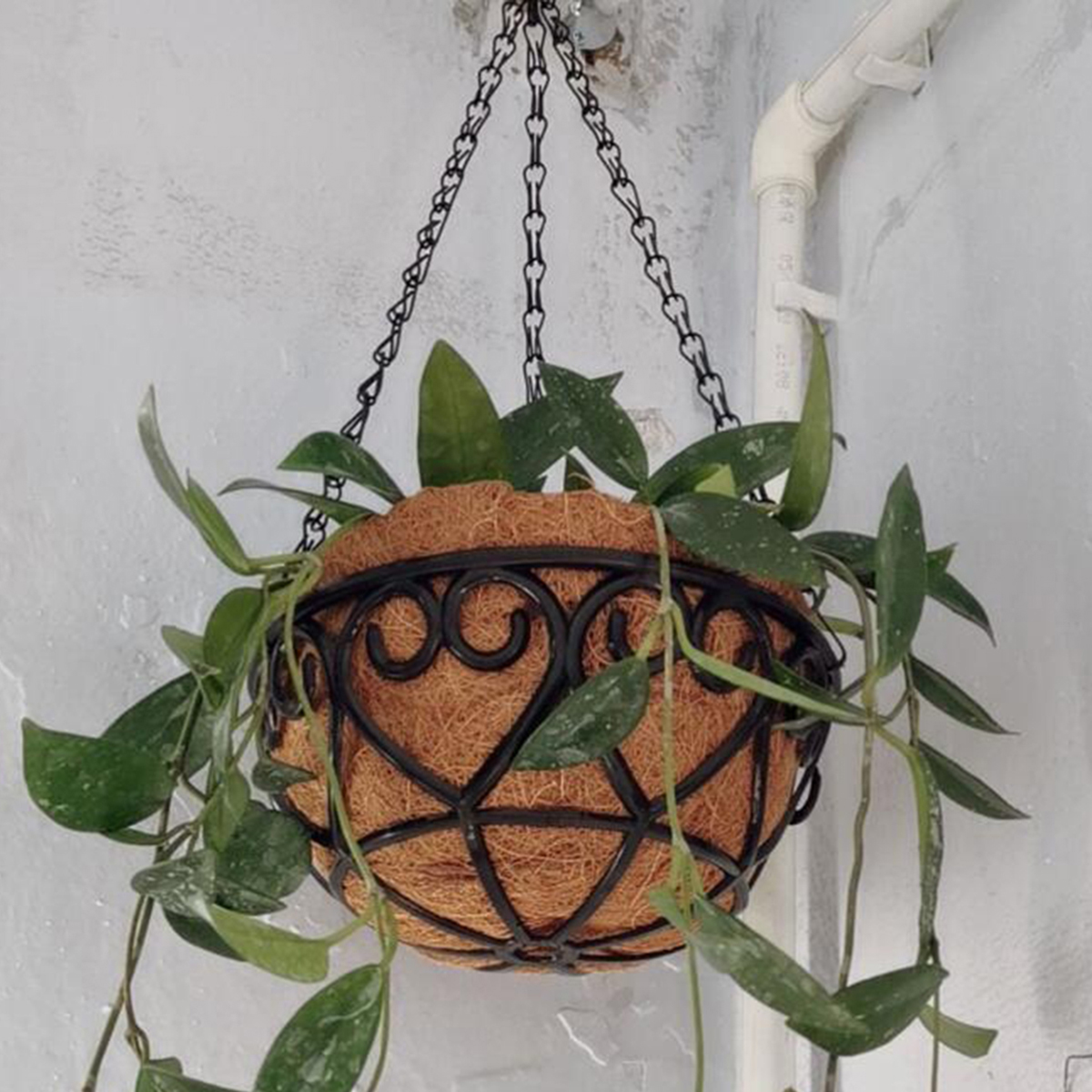 Vaso de Flores Suspenso com Co - Spider Plant Hanging avaliação e preço