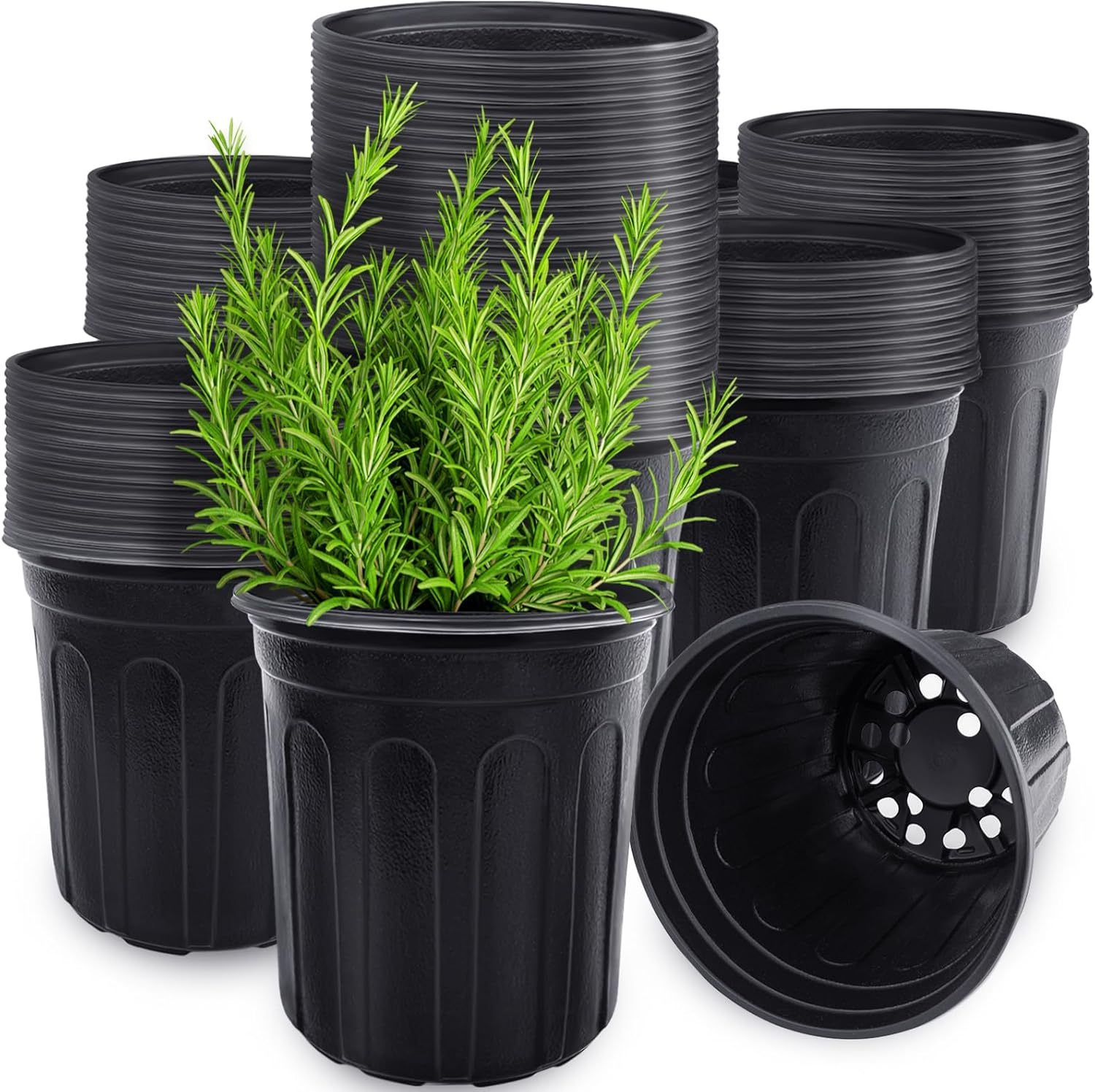 60 Vasos Flexíveis de 1 Galão  - Echeveria Succulent avaliação e preço
