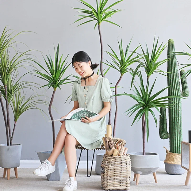 Simulação Planta Dracaena Marg - Dracaena Marginata avaliação e preço