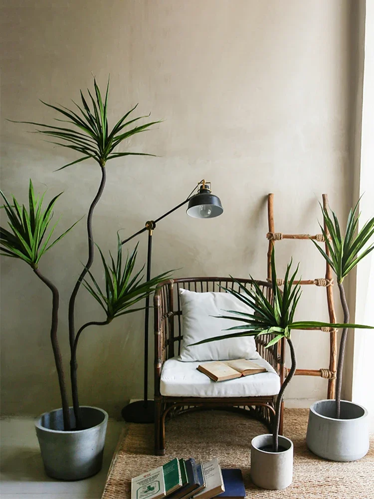 Simulação Planta Dracaena Marg - Dracaena Marginata avaliação e preço
