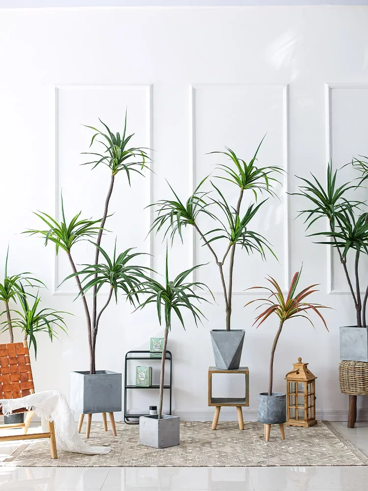 Simulação Planta Dracaena Marg - Dracaena Marginata avaliação e preço
