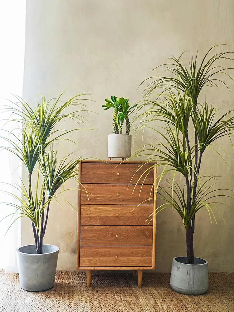 Simulação Planta Dracaena Marg - Dracaena Marginata avaliação e preço