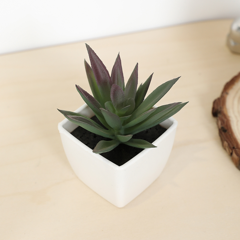 Mini copo de fada suculenta ar - Echeveria Succulent avaliação e preço