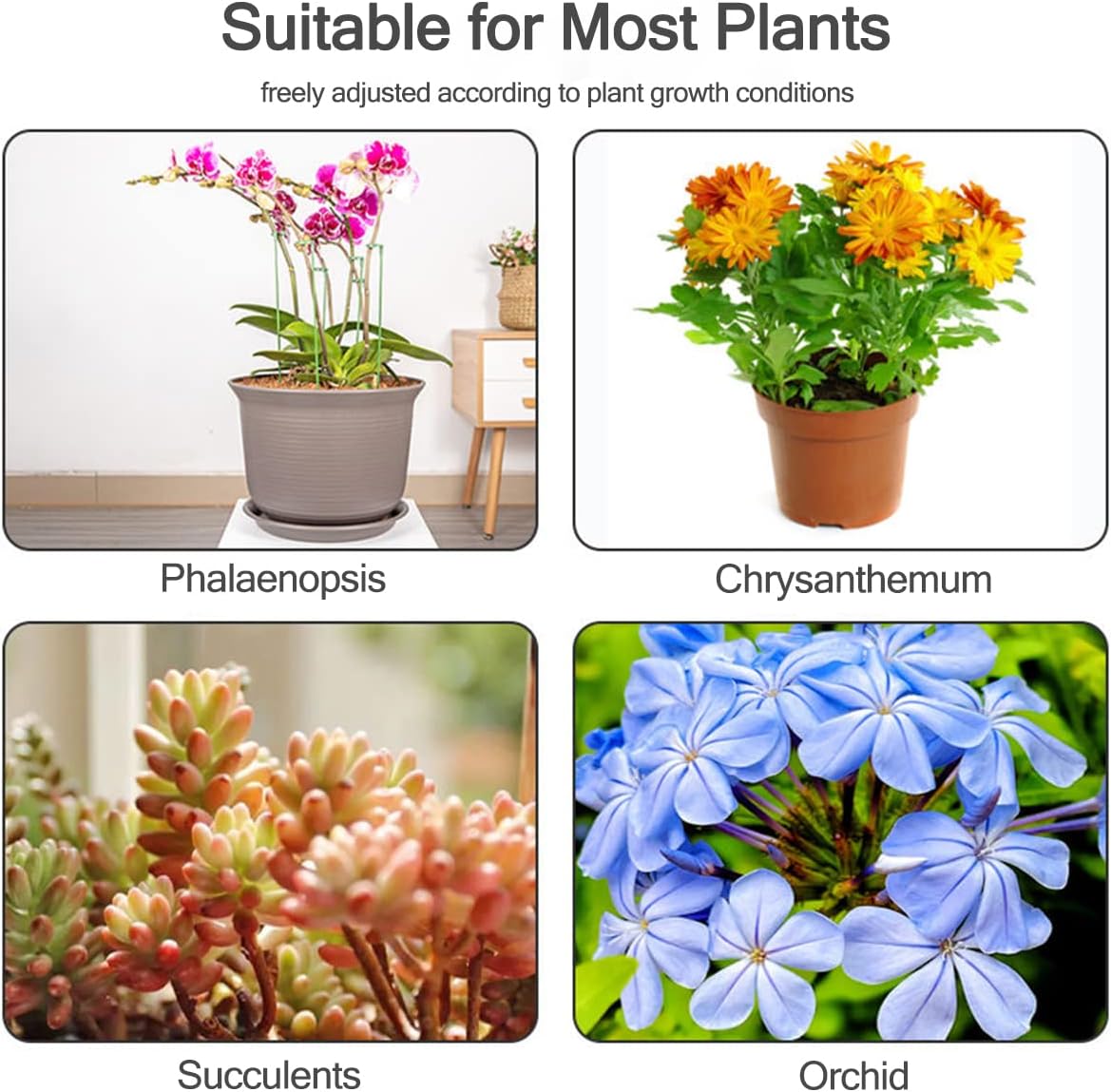 Suportes para Plantas em Vaso  - Echeveria Succulent avaliação e preço