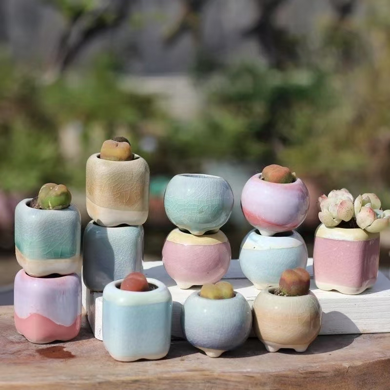 6 pçs mini vaso de flores sucu - Echeveria Succulent avaliação e preço