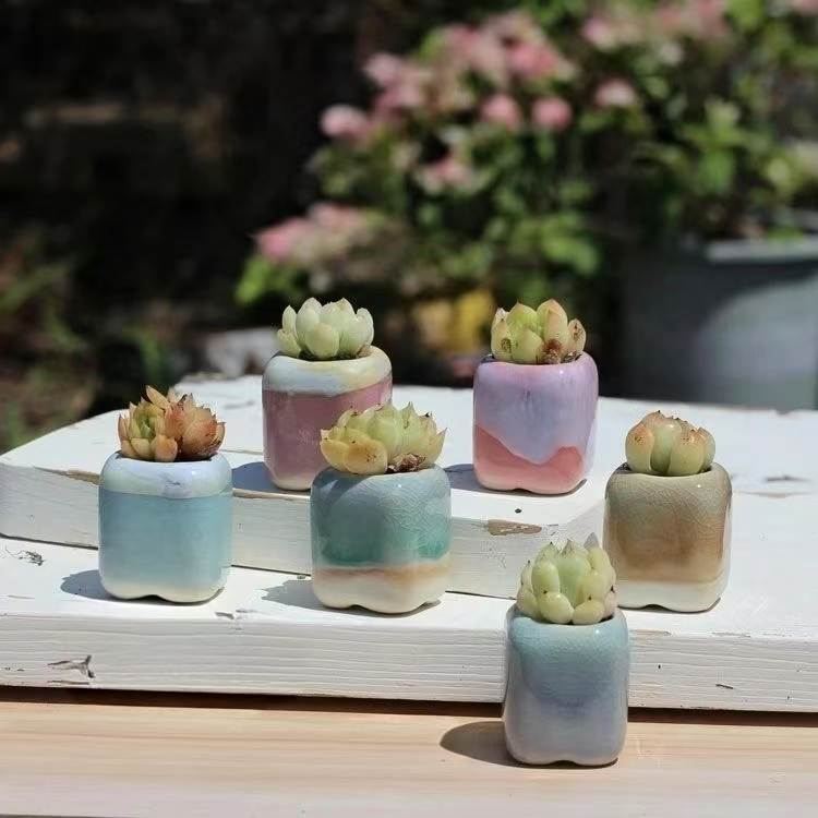 6 pçs mini vaso de flores sucu - Echeveria Succulent avaliação e preço